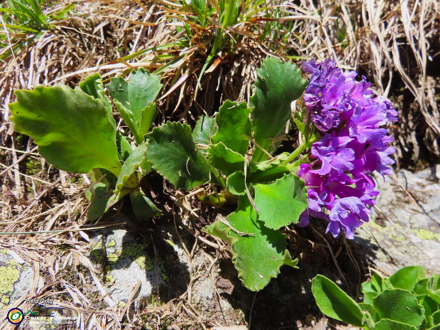 27 Primula hirsuta (Primula irsuta).JPG
